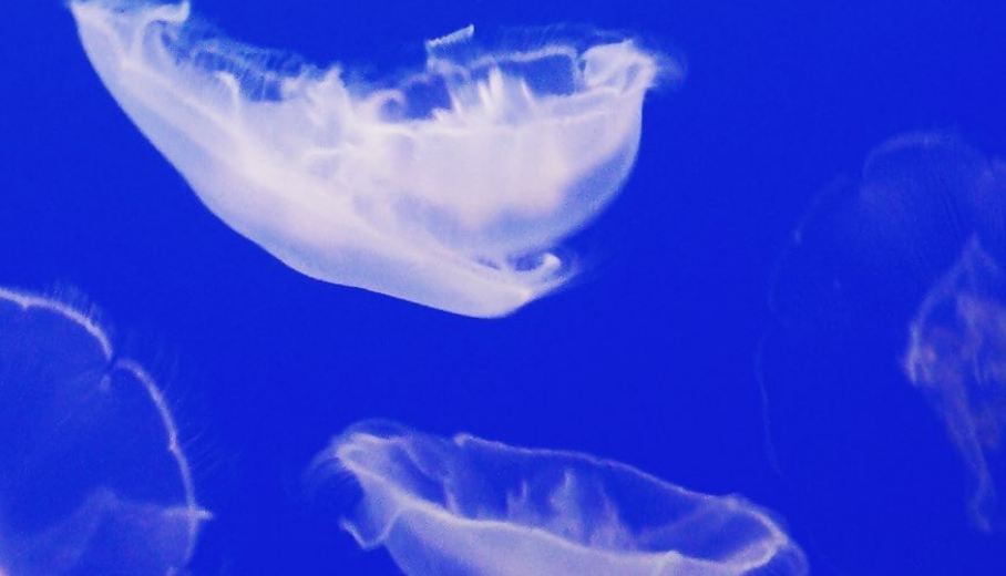 Unterwasserbild weiße Quallen im blauen Meer